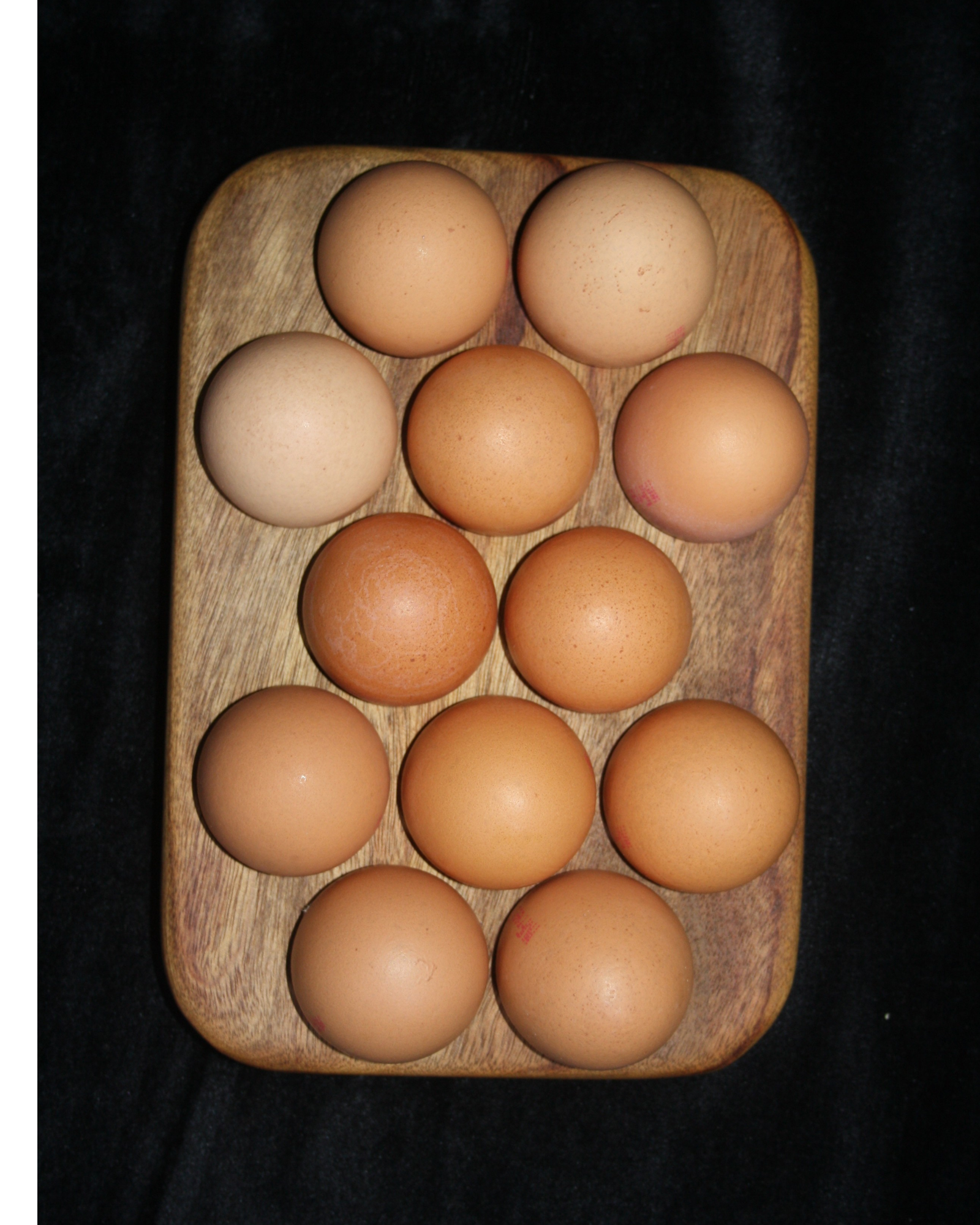 Camphor Laurel Egg Tray